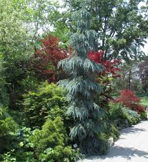 RedCrocus Picea Cupressiana Columnar Spruce Live Plant, Narrow Evergreen Tree for Privacy Screens & Vertical Accents, Cold Hardy Zones 3-7  1 Gallon Nursery Pot