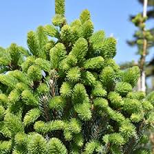 RedCrocus Picea Cupressiana Columnar Spruce Live Plant, Narrow Evergreen Tree for Privacy Screens & Vertical Accents, Cold Hardy Zones 3-7  1 Gallon Nursery Pot