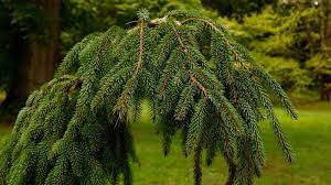 RedCrocus Picea Cupressiana Columnar Spruce Live Plant, Narrow Evergreen Tree for Privacy Screens & Vertical Accents, Cold Hardy Zones 3-7  1 Gallon Nursery Pot