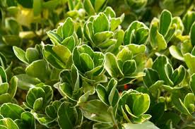 RedCrocus Golden Euonymus (Euonymus japonicus 'Aureomarginatus') - Variegated Evergreen Shrub Live Plant for Hedges, Borders & Patio Containers; Sun to Part Shade, USDA Zones 6-9  1 Gallon Nursery Pot