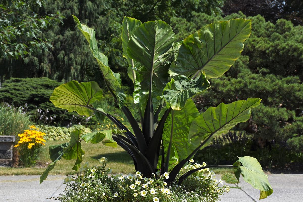 Alocasia Dark Star - View 10 from www redcrocus com