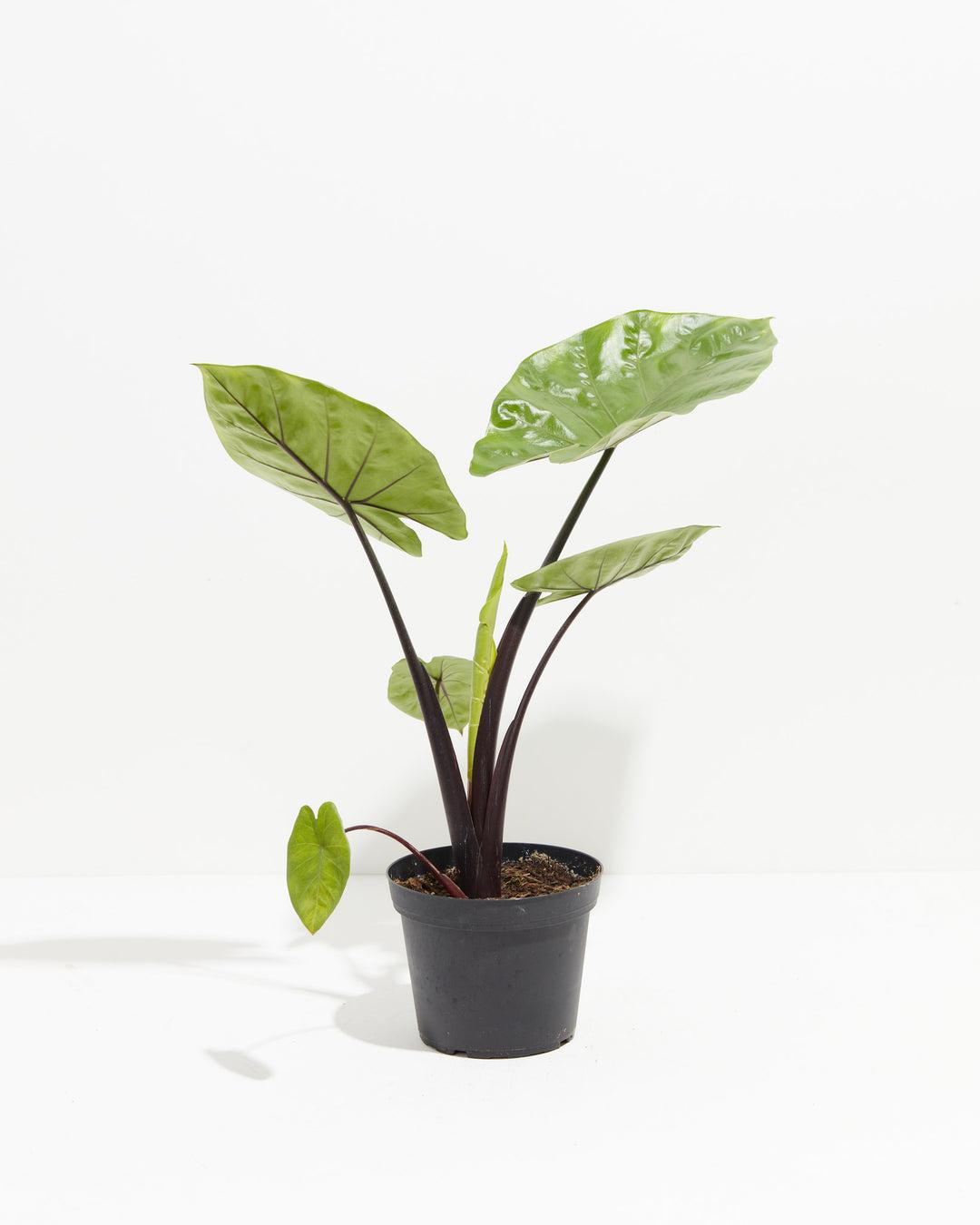 Alocasia Dark Star - View 11 from www redcrocus com