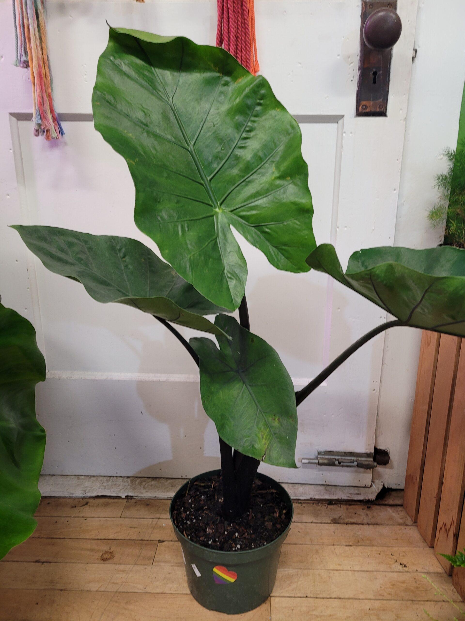 Alocasia Dark Star - View 12 from www redcrocus com