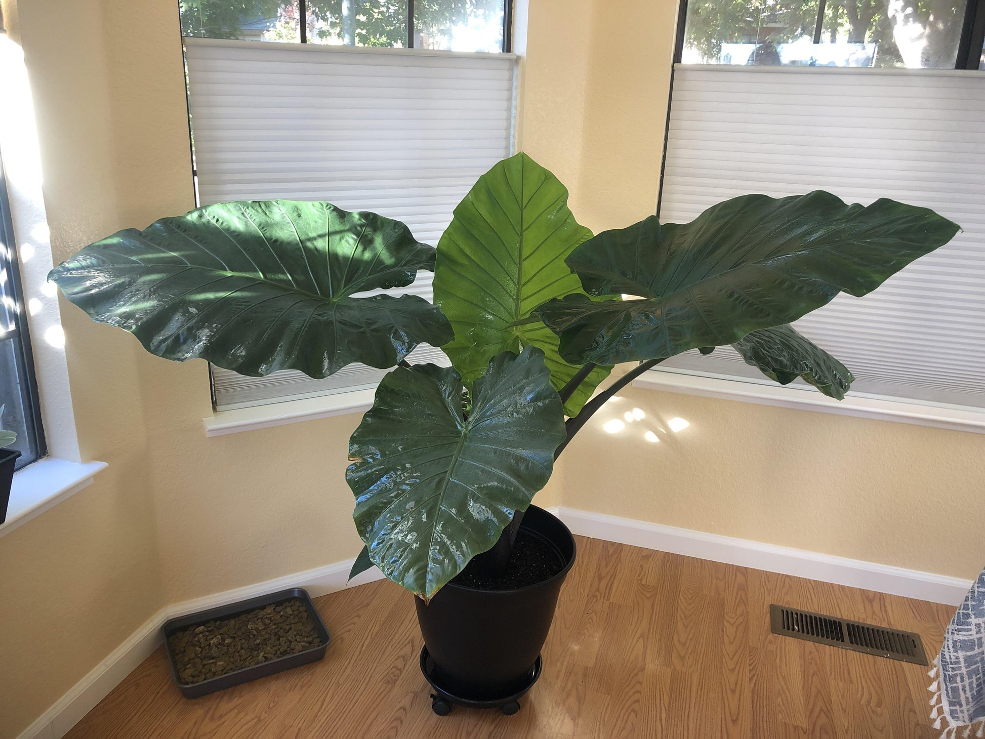 Alocasia Dark Star - View 14 from www redcrocus com