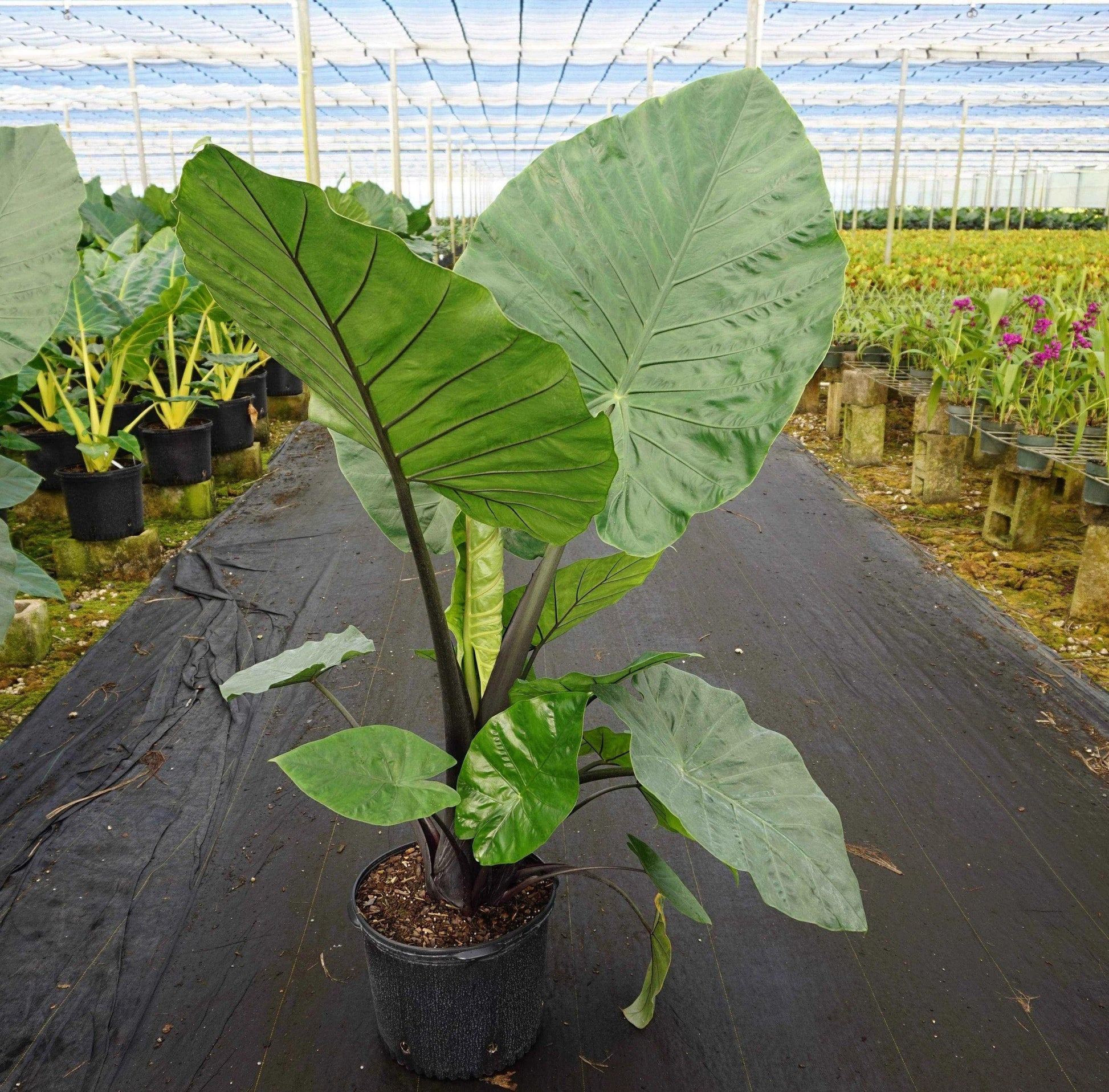 Alocasia Dark Star - View 15 from www redcrocus com