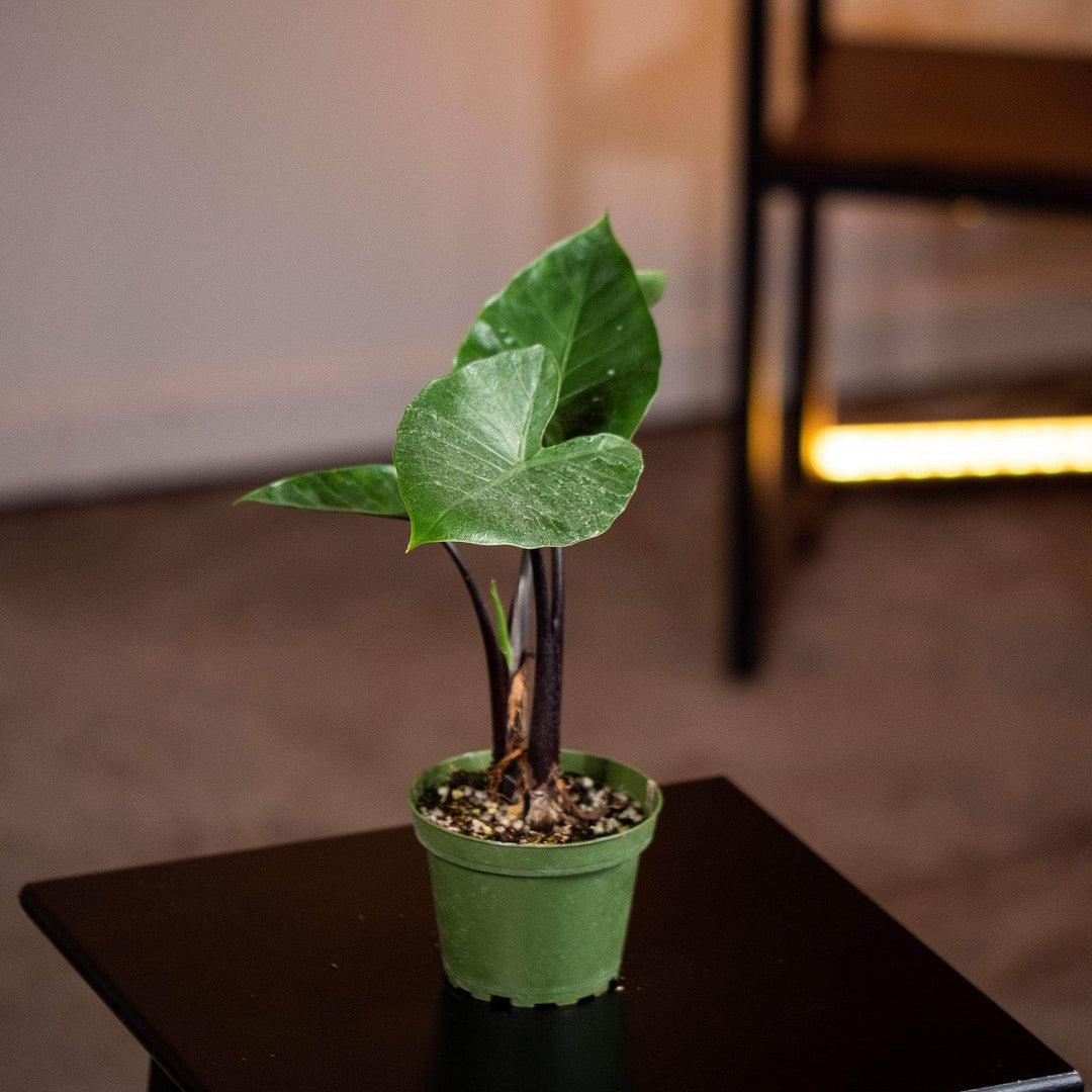 Alocasia Dark Star - View 16 from www redcrocus com