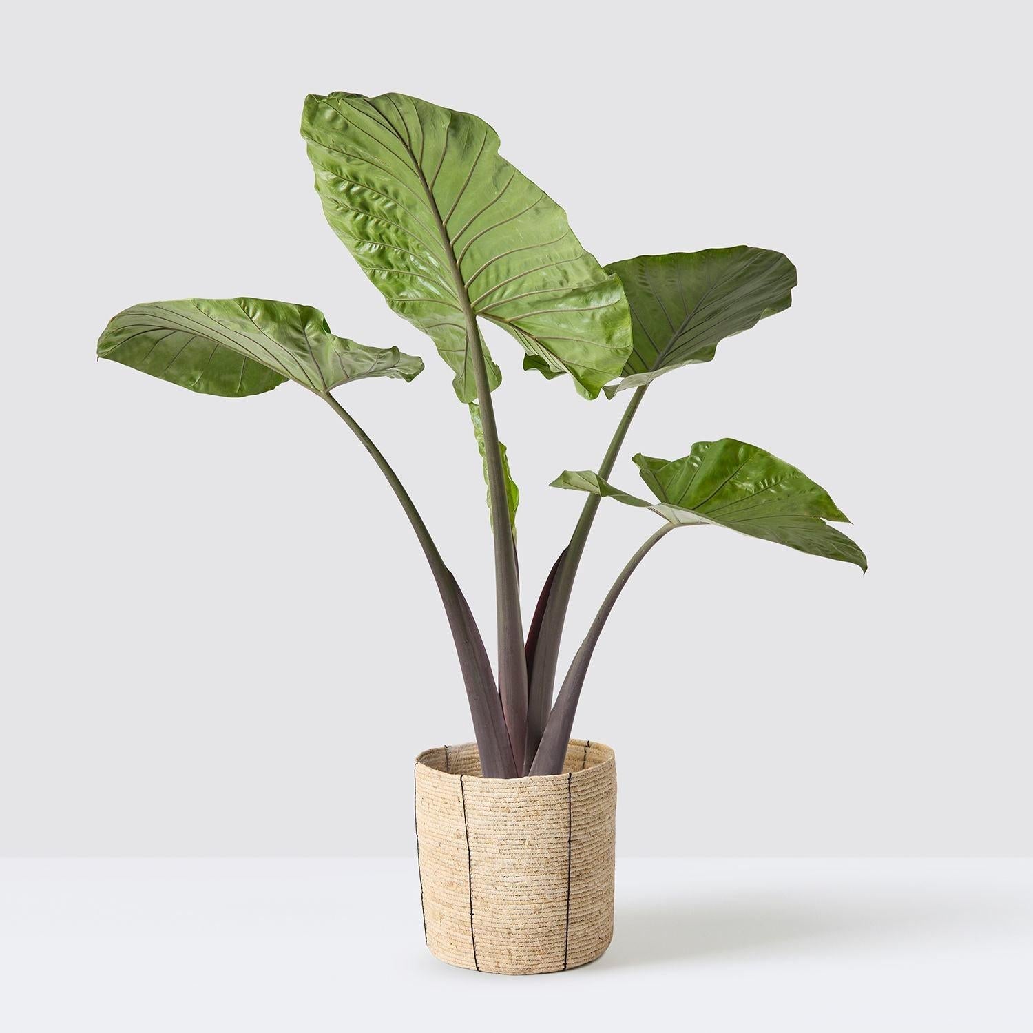 Alocasia Dark Star - View 18 from www redcrocus com