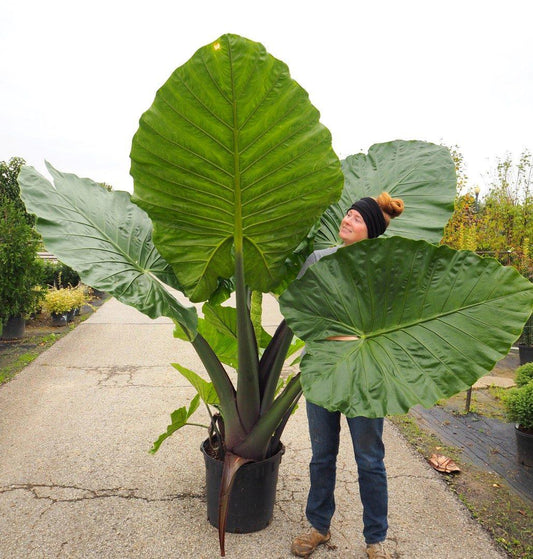 Alocasia Dark Star - View 1 from www redcrocus com