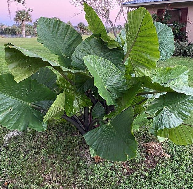 Alocasia Dark Star - View 22 from www redcrocus com