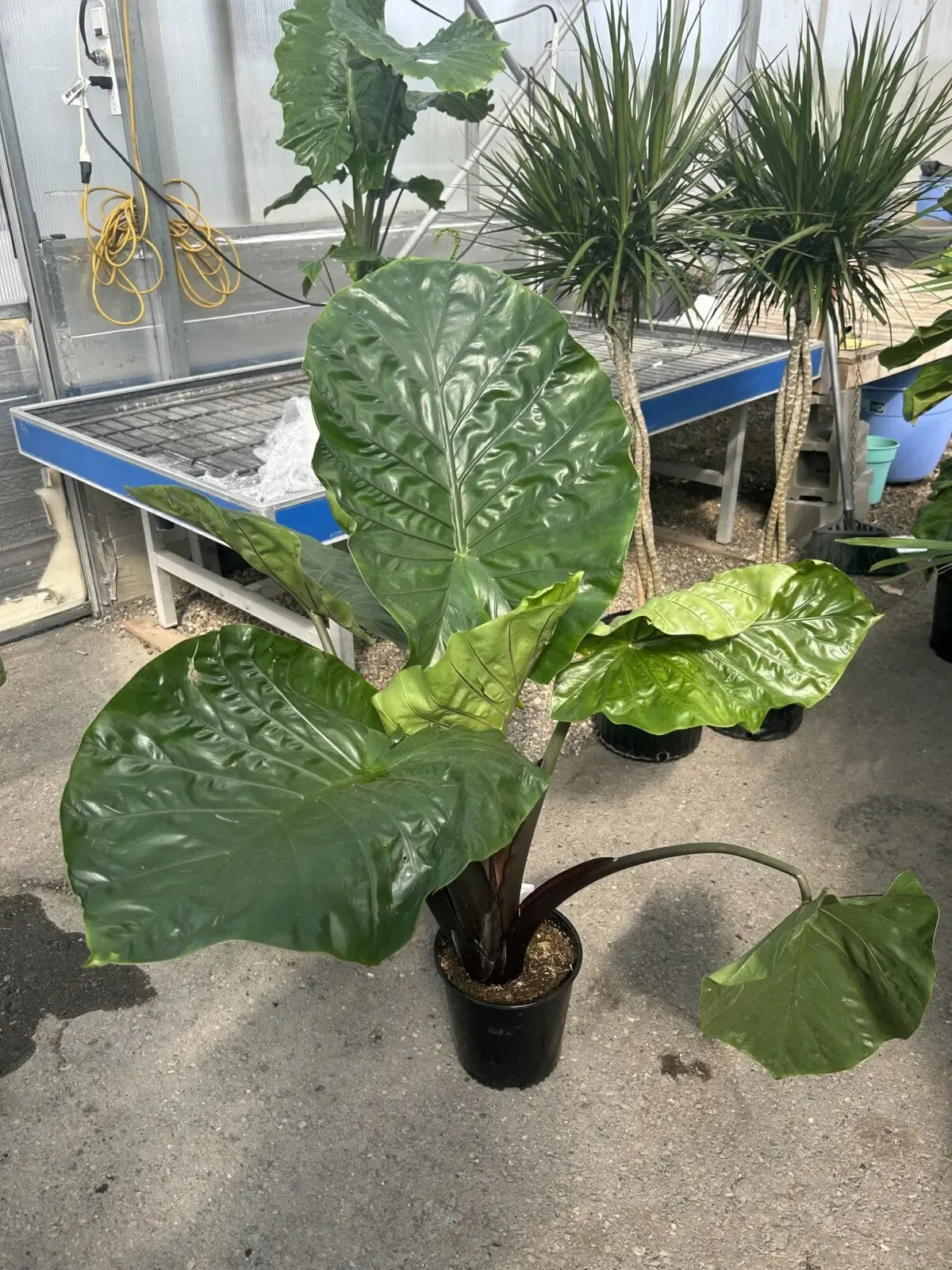 Alocasia Dark Star - View 27 from www redcrocus com