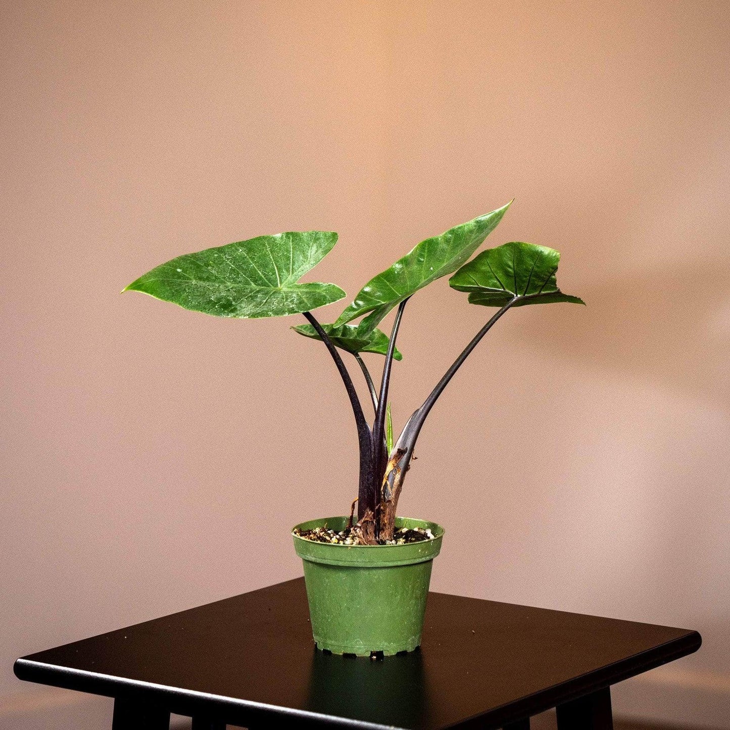 Alocasia Dark Star - View 2 from www redcrocus com