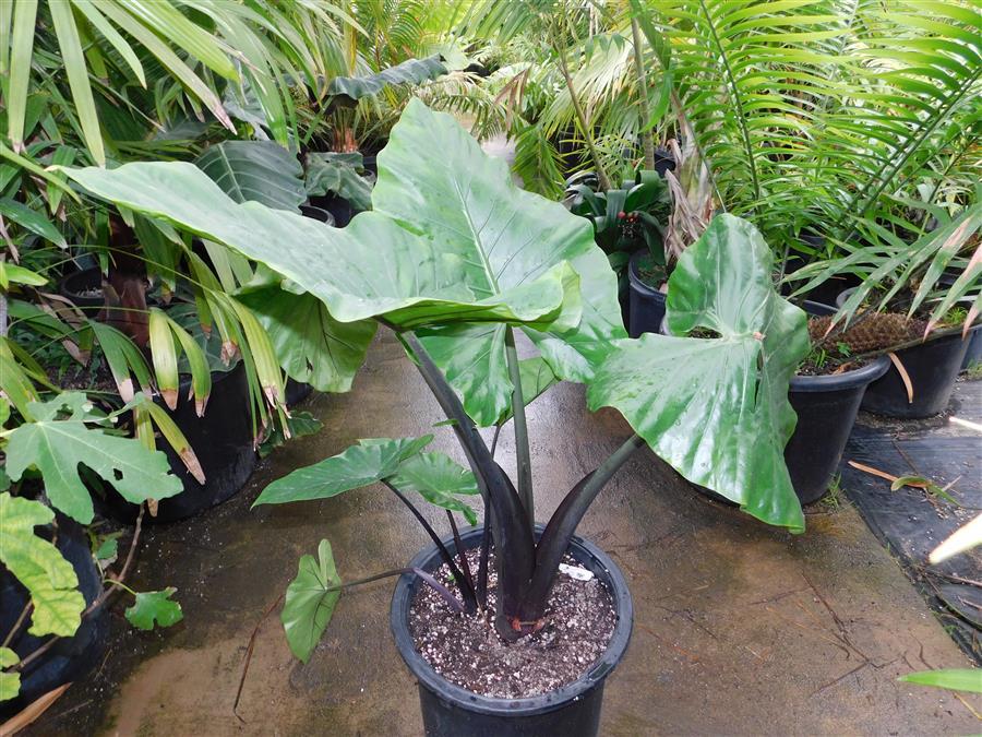 Alocasia Dark Star - View 30 from www redcrocus com