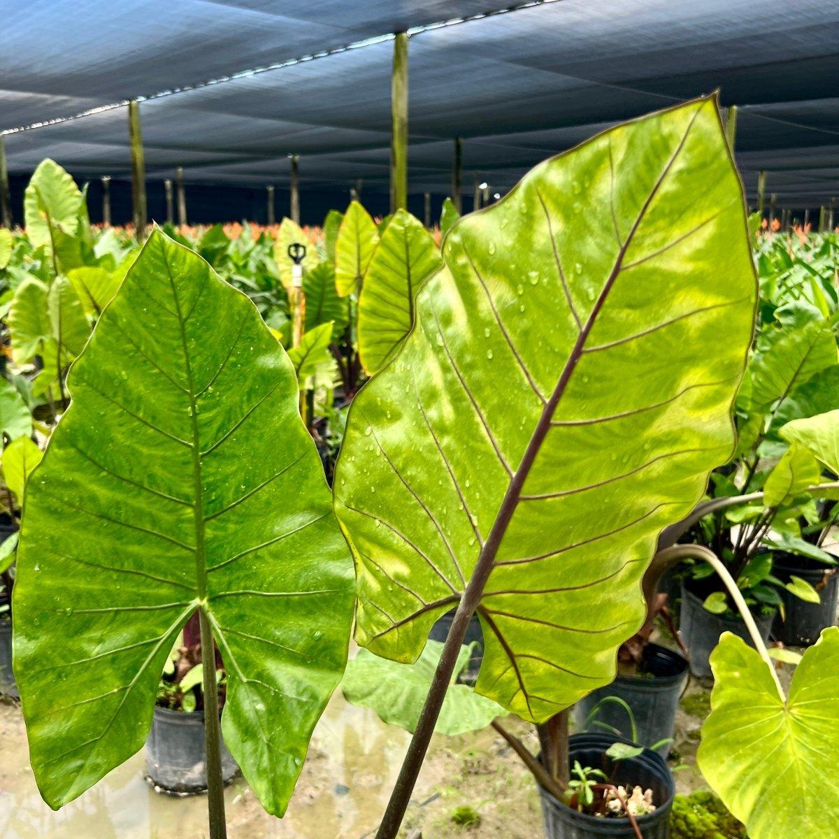 Alocasia Dark Star - View 35 from www redcrocus com