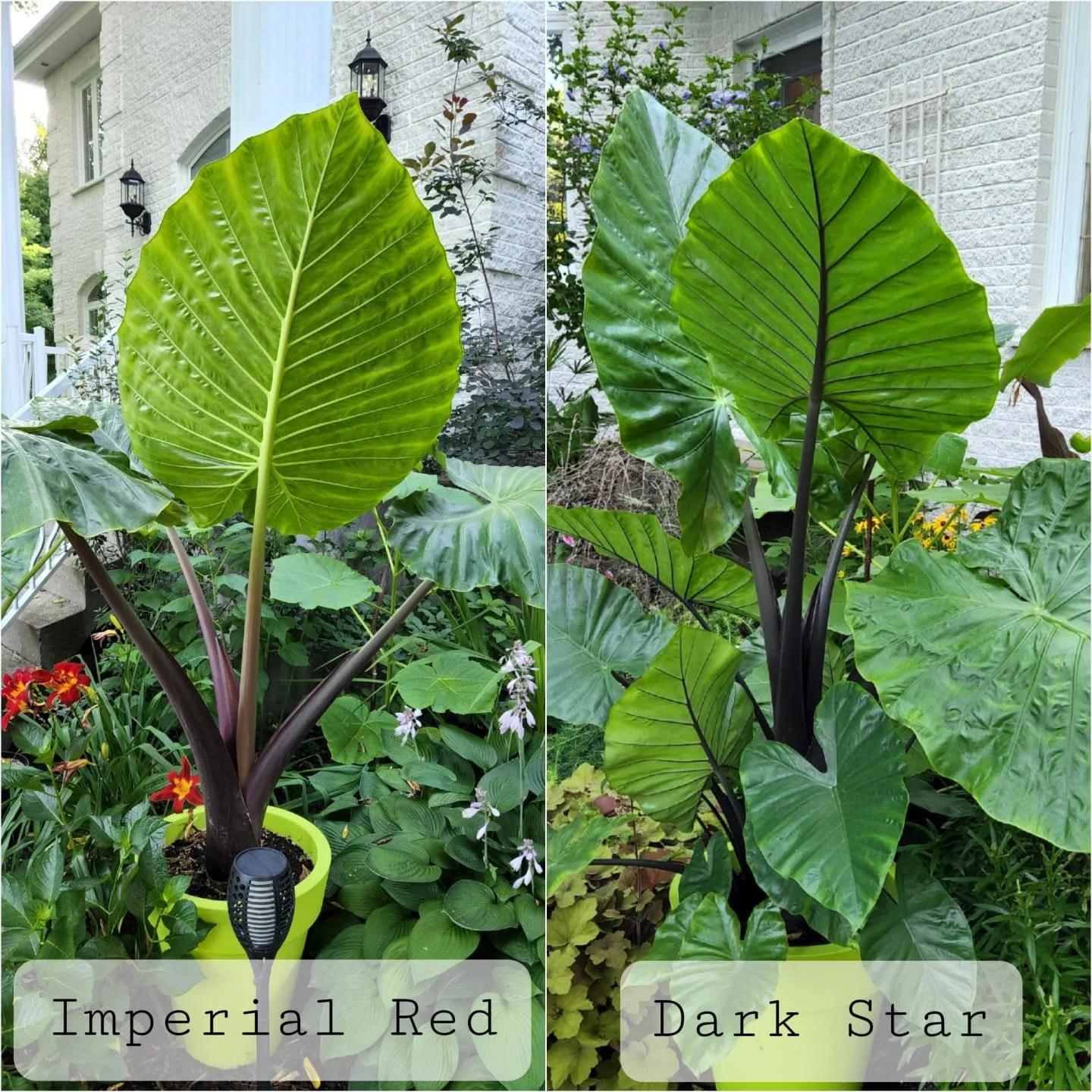 Alocasia Dark Star - View 3 from www redcrocus com