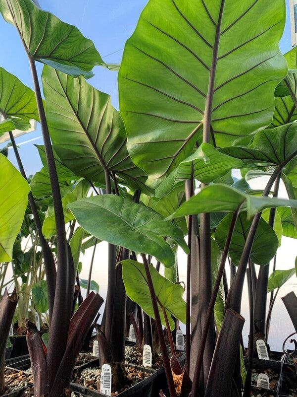 Alocasia Dark Star - View 6 from www redcrocus com