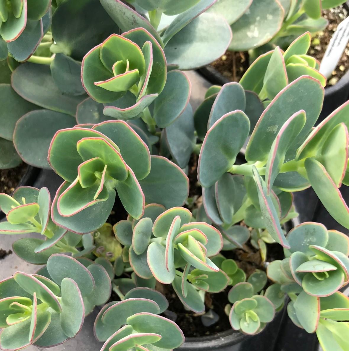 Succulent Kalanchoe Mariners Kalanchoe - View 10 from www redcrocus com