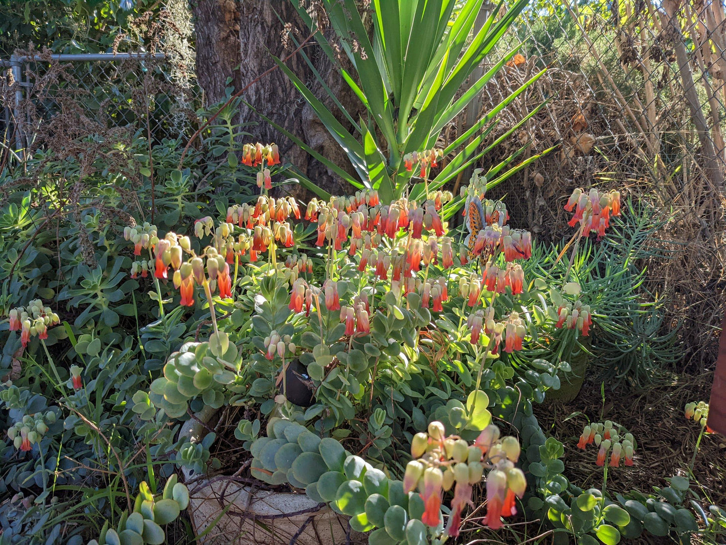 Succulent Kalanchoe Mariners Kalanchoe - View 14 from www redcrocus com