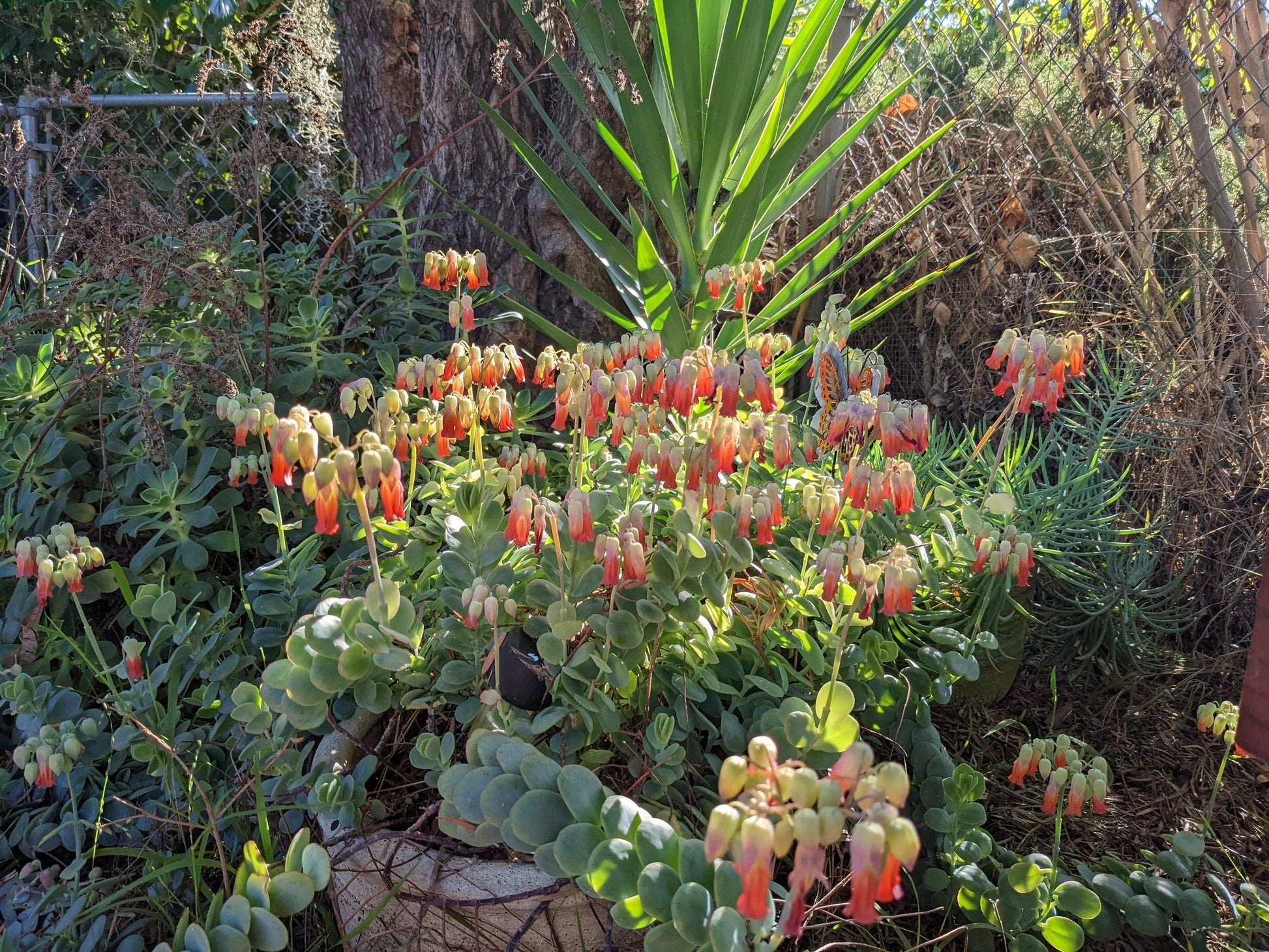 Succulent Kalanchoe Mariners Kalanchoe - View 14 from www redcrocus com