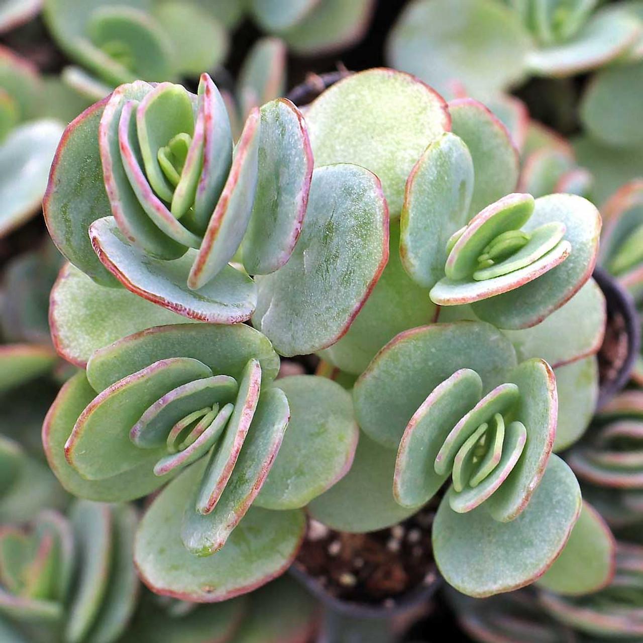 Succulent Kalanchoe Mariners Kalanchoe - View 15 from www redcrocus com