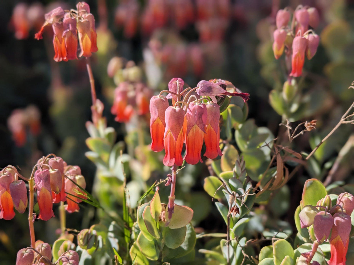 Succulent Kalanchoe Mariners Kalanchoe - View 16 from www redcrocus com