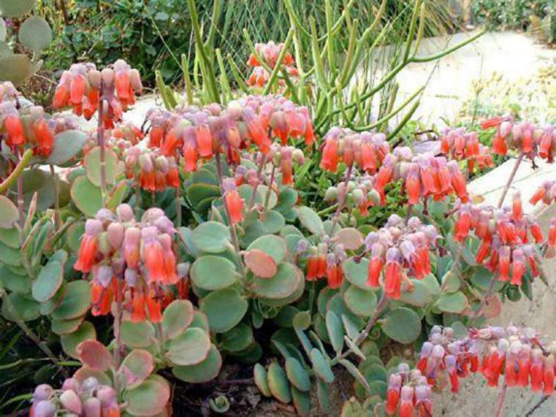 Succulent Kalanchoe Mariners Kalanchoe - View 17 from www redcrocus com