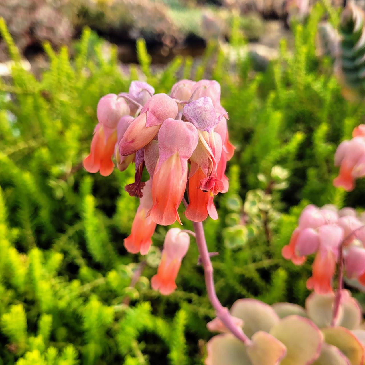 Succulent Kalanchoe Mariners Kalanchoe - View 18 from www redcrocus com