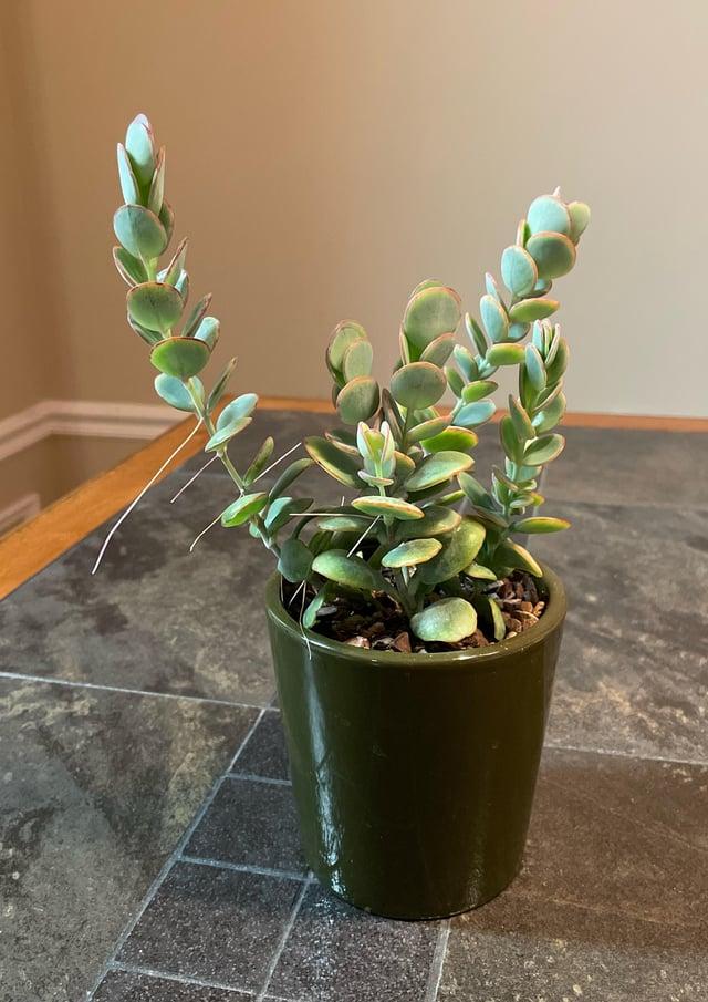 Succulent Kalanchoe Mariners Kalanchoe - View 19 from www redcrocus com