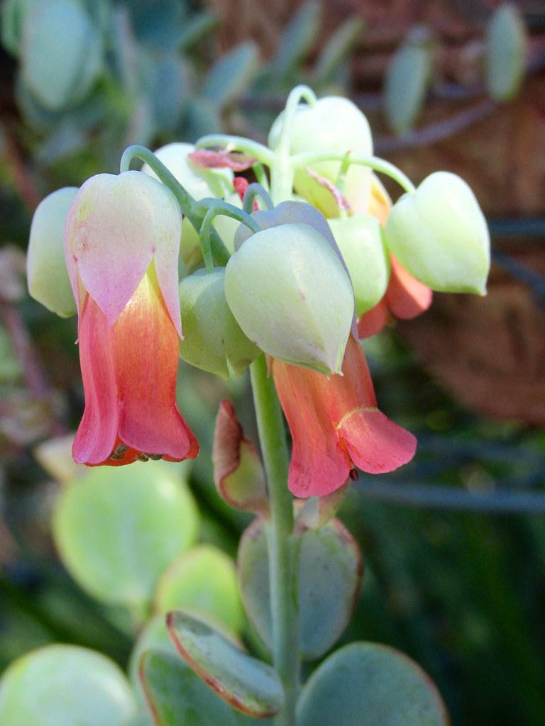 Succulent Kalanchoe Mariners Kalanchoe - View 20 from www redcrocus com