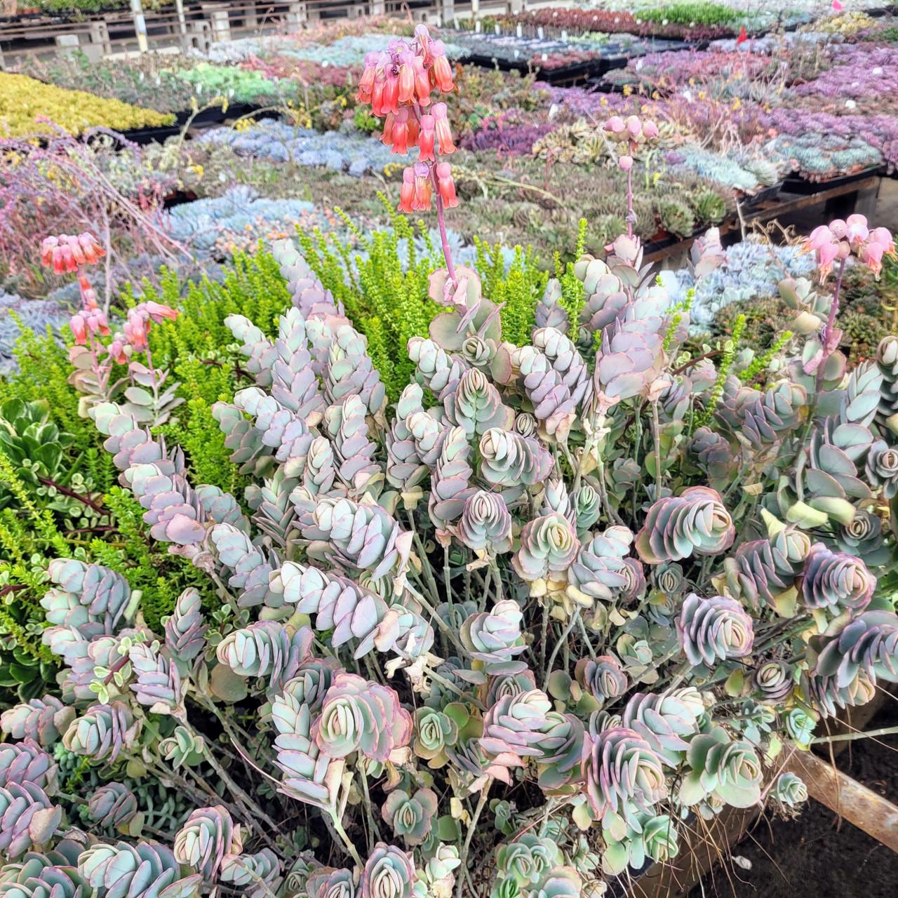 Succulent Kalanchoe Mariners Kalanchoe - View 21 from www redcrocus com