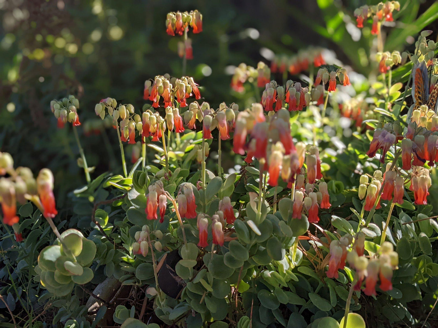 Succulent Kalanchoe Mariners Kalanchoe - View 22 from www redcrocus com