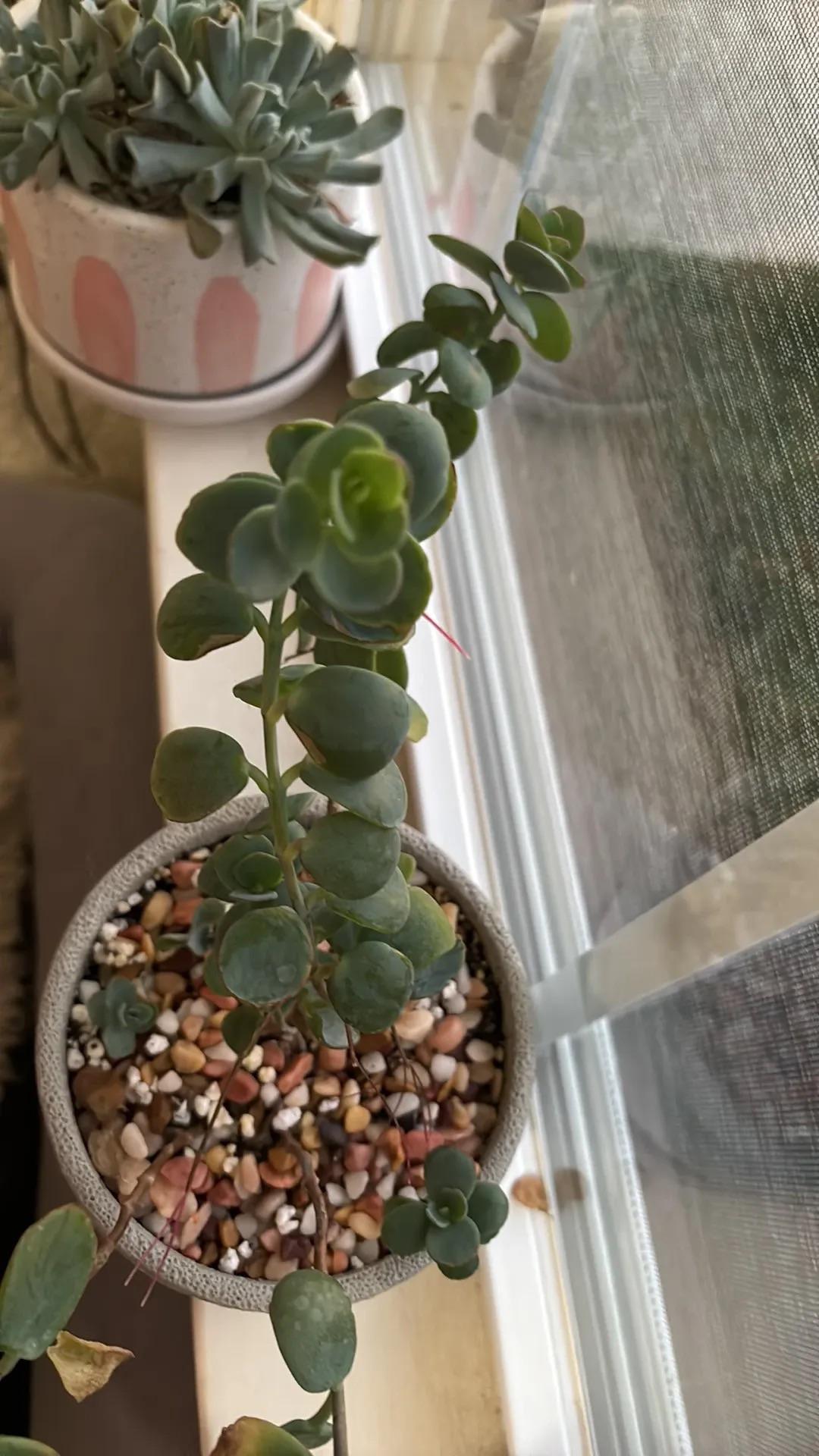 Succulent Kalanchoe Mariners Kalanchoe - View 23 from www redcrocus com