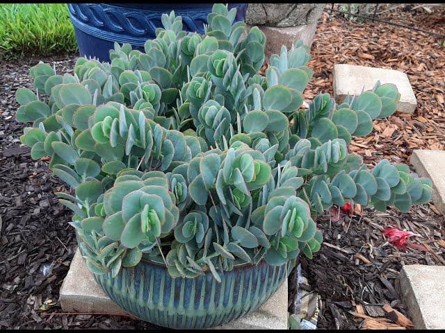 Succulent Kalanchoe Mariners Kalanchoe - View 24 from www redcrocus com