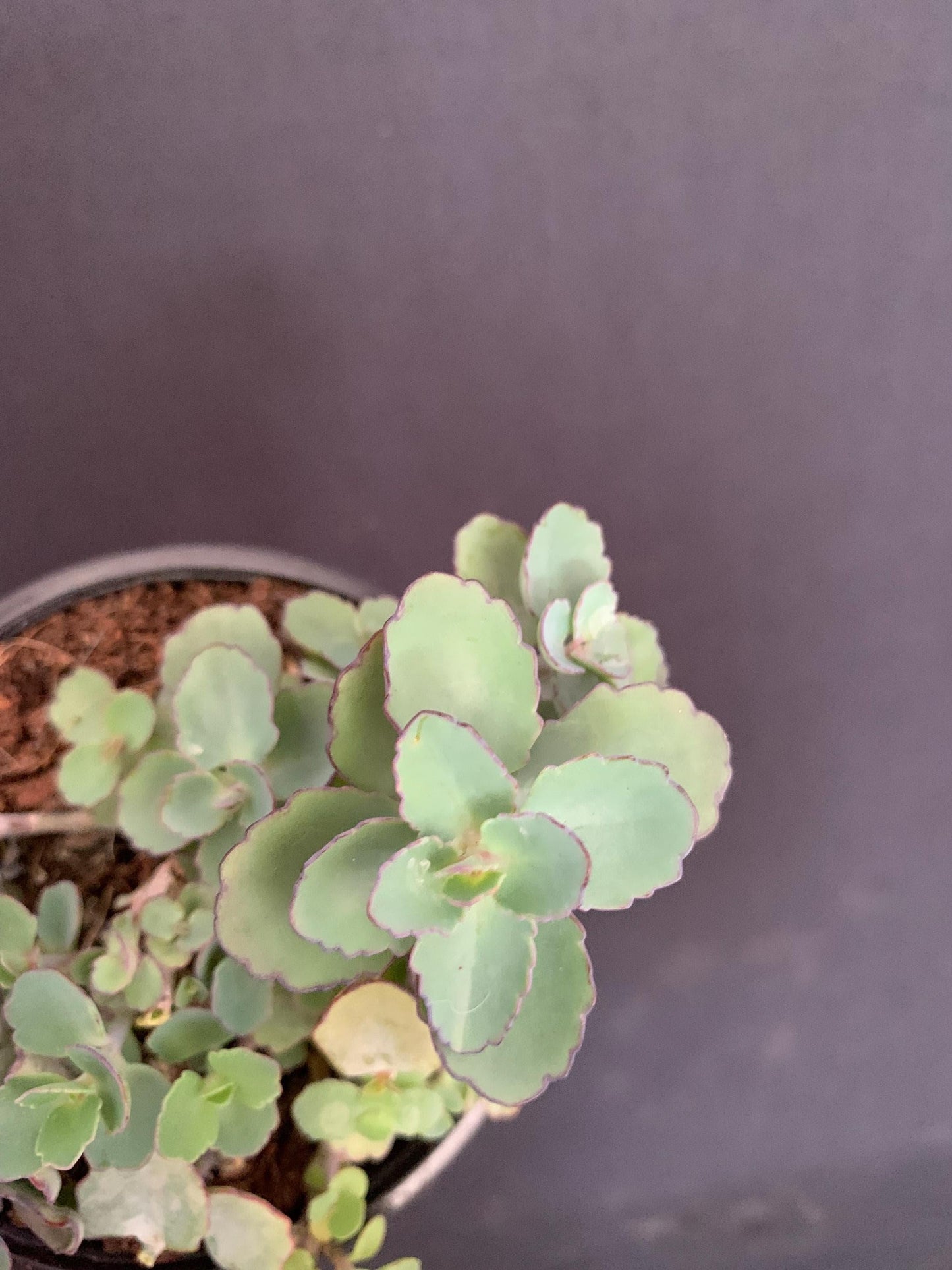 Succulent Kalanchoe Mariners Kalanchoe - View 25 from www redcrocus com