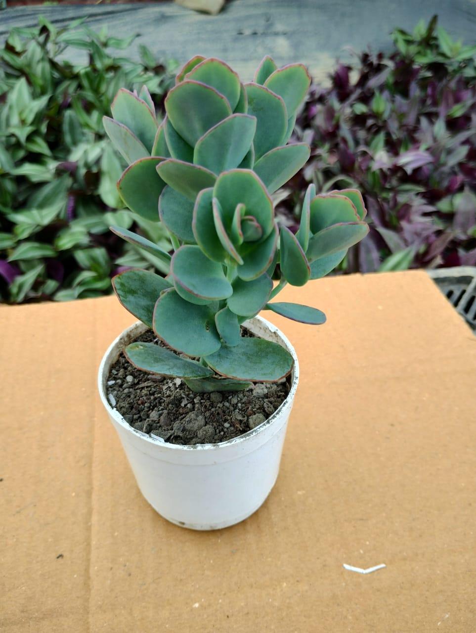 Succulent Kalanchoe Mariners Kalanchoe - View 26 from www redcrocus com