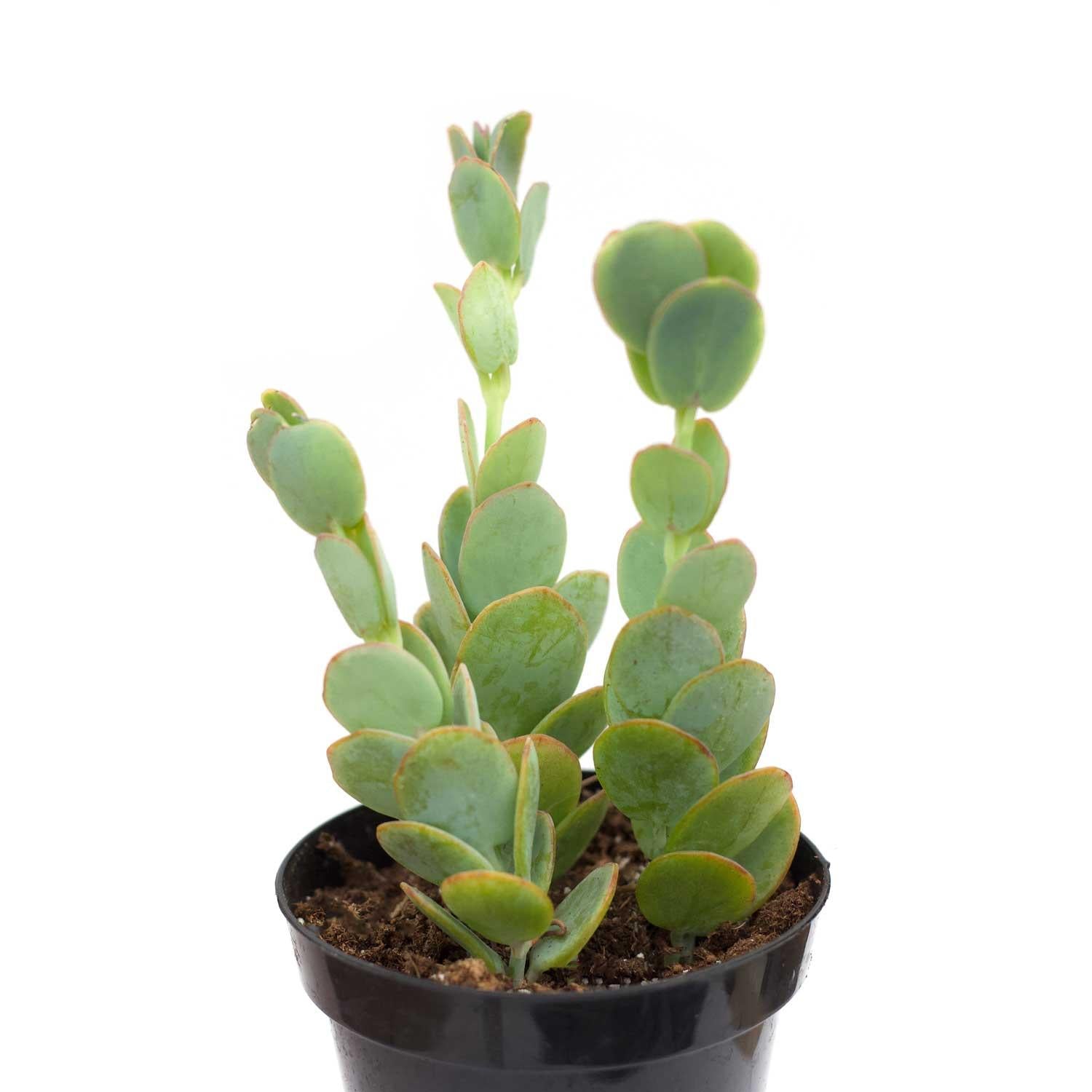 Succulent Kalanchoe Mariners Kalanchoe - View 27 from www redcrocus com