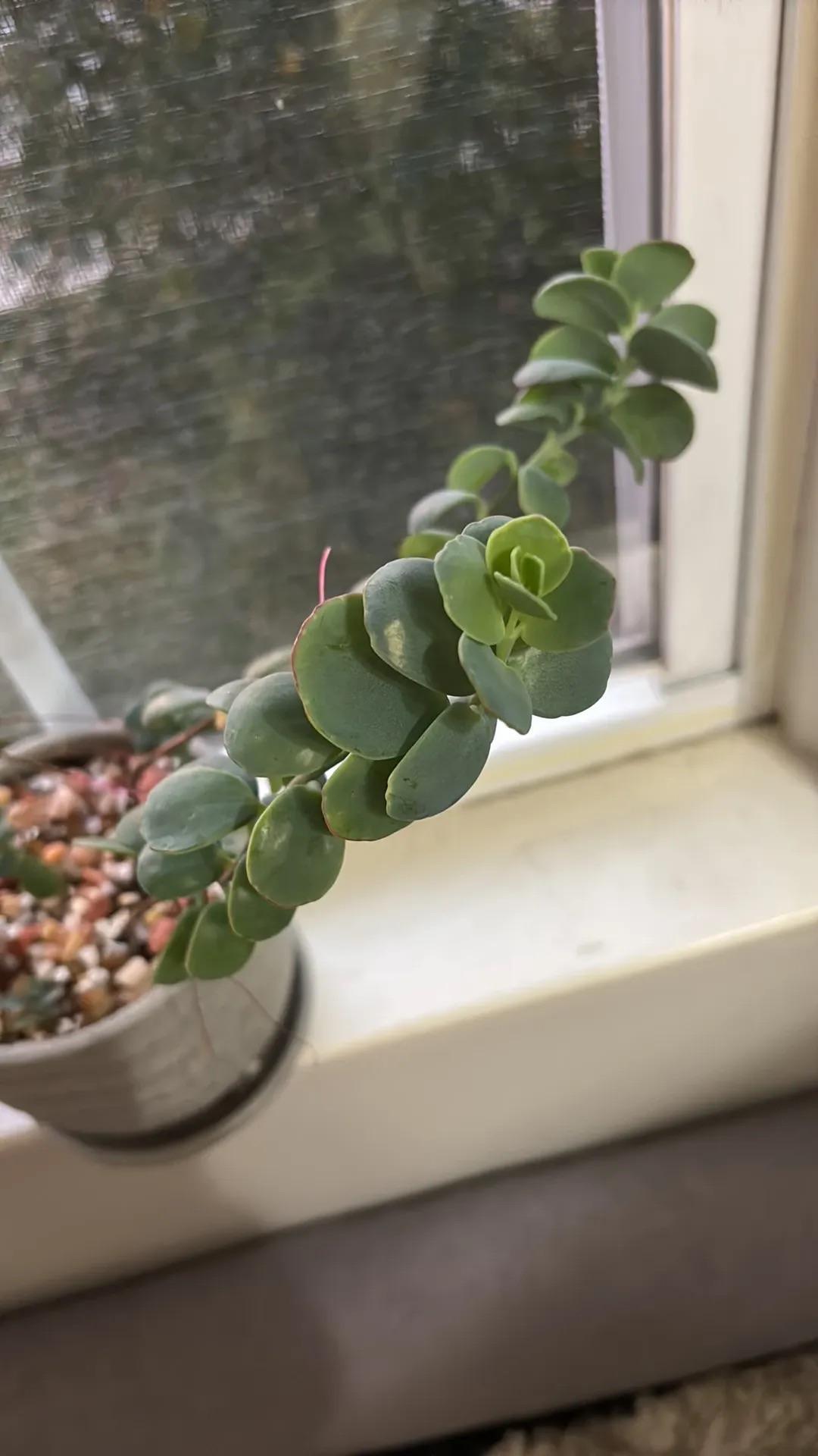 Succulent Kalanchoe Mariners Kalanchoe - View 29 from www redcrocus com