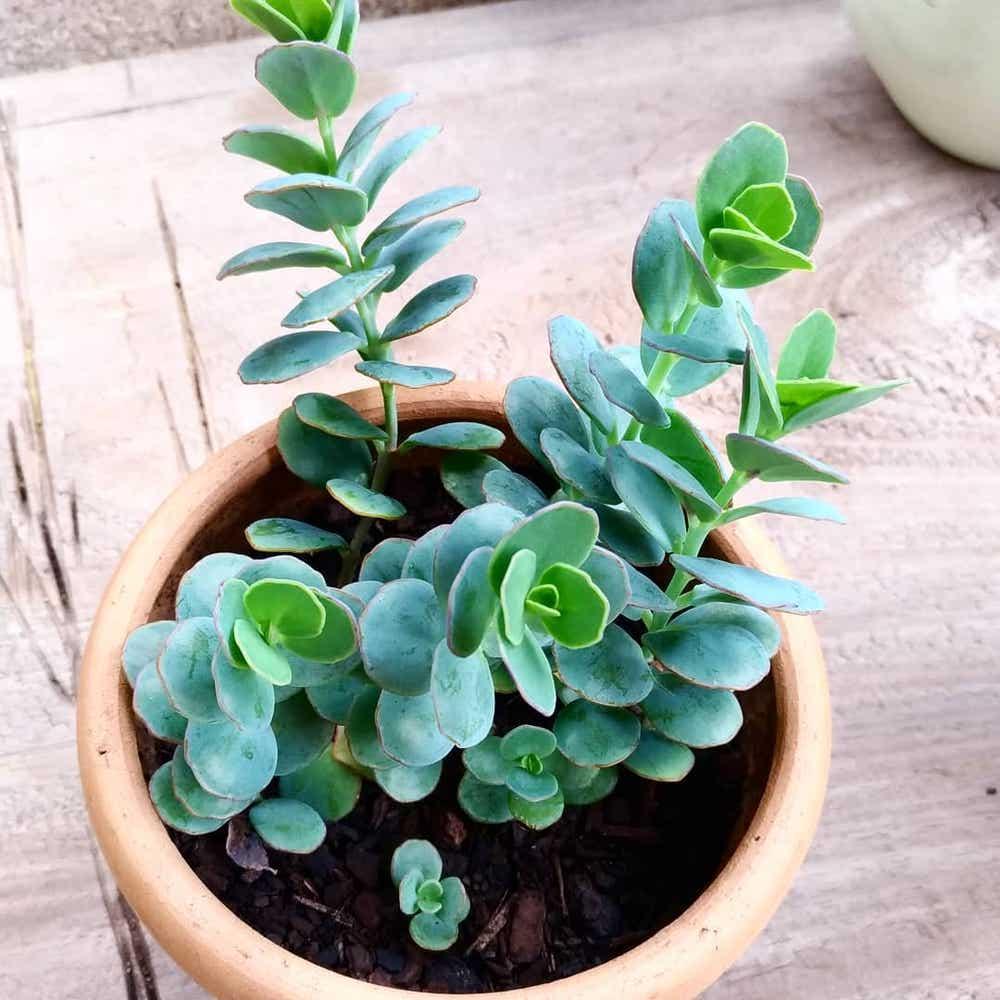 Succulent Kalanchoe Mariners Kalanchoe - View 2 from www redcrocus com