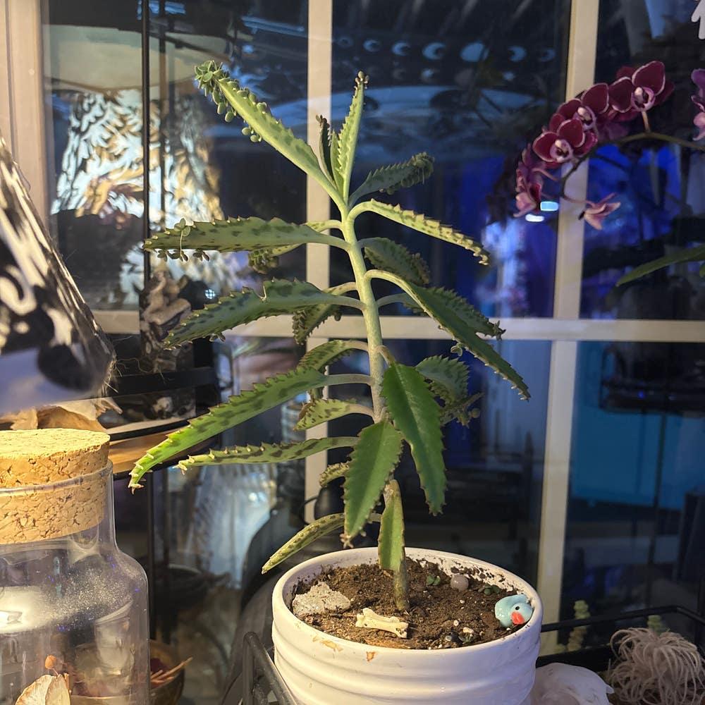 Succulent Kalanchoe Mariners Kalanchoe - View 30 from www redcrocus com