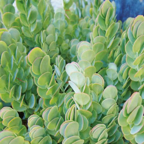 Succulent Kalanchoe Mariners Kalanchoe - View 3 from www redcrocus com