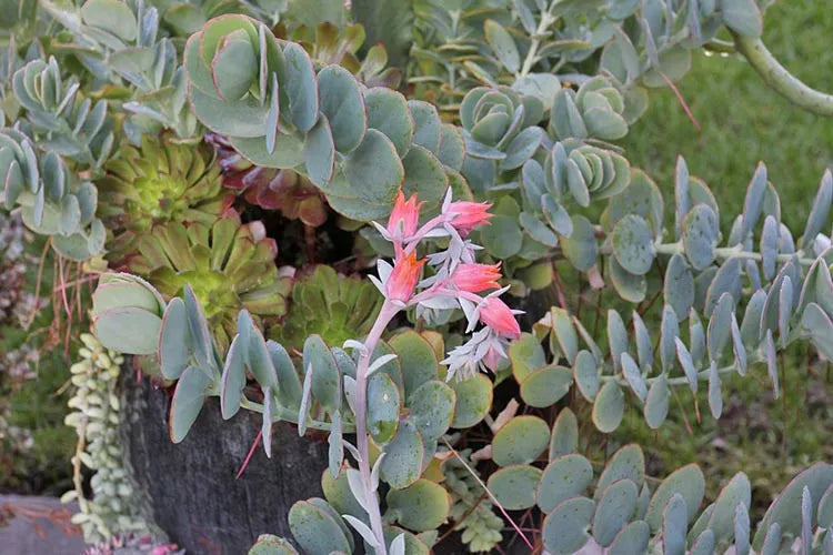 Succulent Kalanchoe Mariners Kalanchoe - View 4 from www redcrocus com