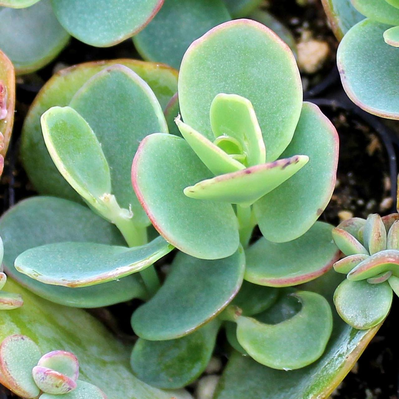 Succulent Kalanchoe Mariners Kalanchoe - View 6 from www redcrocus com