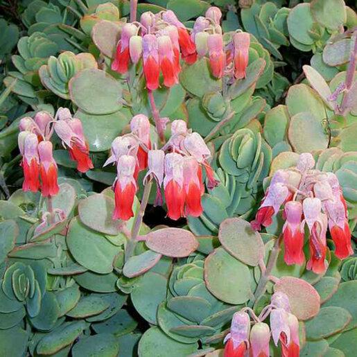 Succulent Kalanchoe Mariners Kalanchoe - View 9 from www redcrocus com