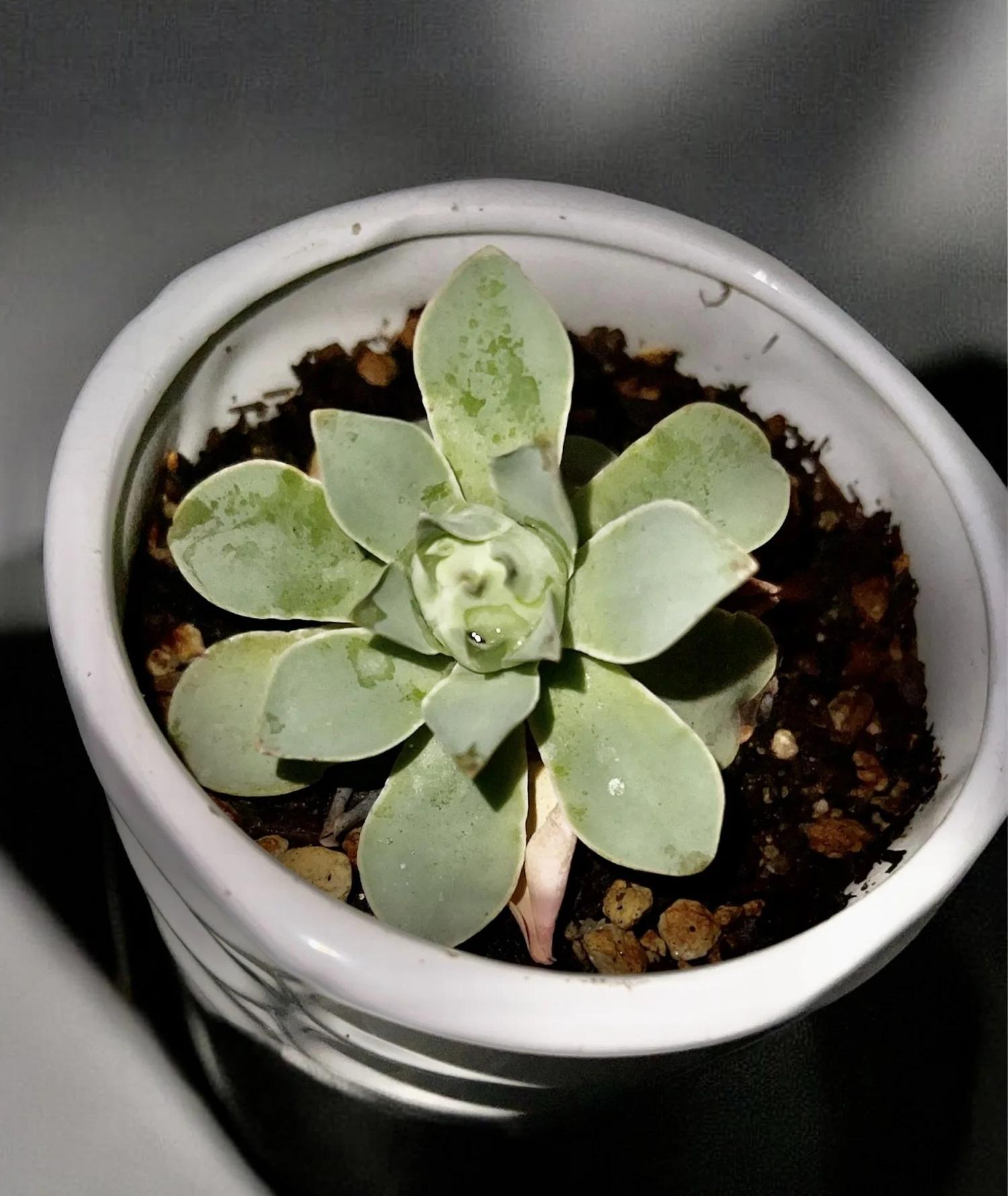 Df Succulent Aeonium Green Rose Rare - View 11 from www redcrocus com