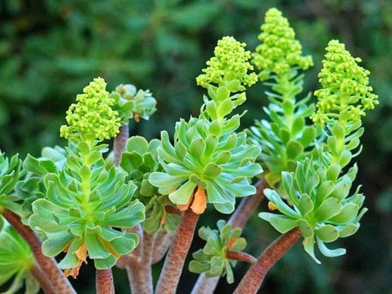 Df Succulent Aeonium Green Rose Rare - View 12 from www redcrocus com