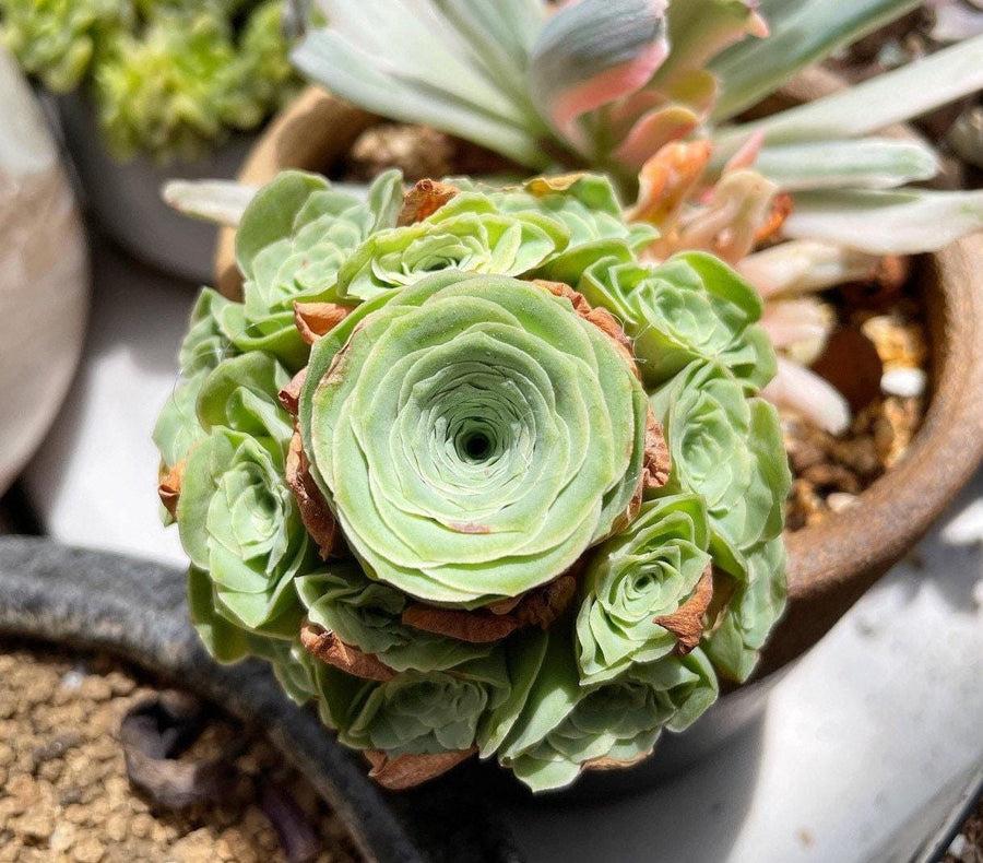 Df Succulent Aeonium Green Rose Rare - View 13 from www redcrocus com