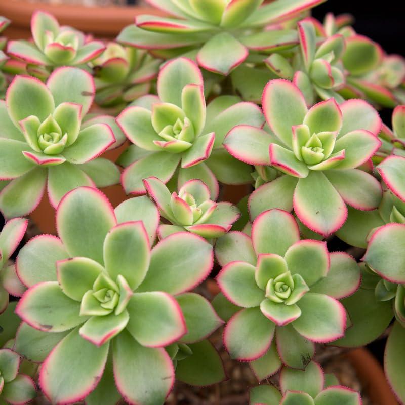 Df Succulent Aeonium Green Rose Rare - View 14 from www redcrocus com