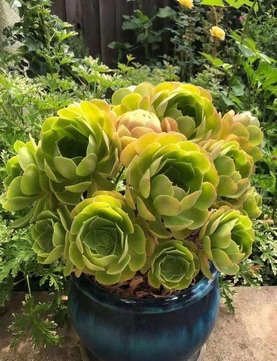 Df Succulent Aeonium Green Rose Rare - View 16 from www redcrocus com