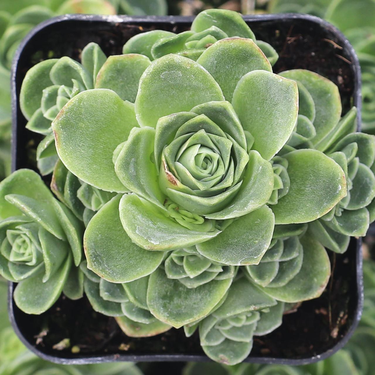 Df Succulent Aeonium Green Rose Rare - View 19 from www redcrocus com