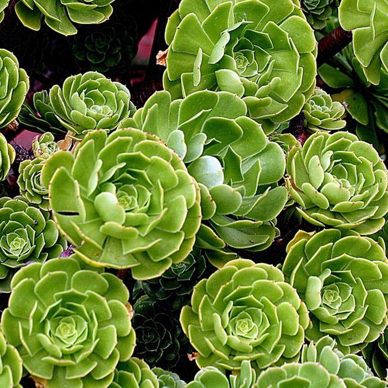 Df Succulent Aeonium Green Rose Rare - View 1 from www redcrocus com
