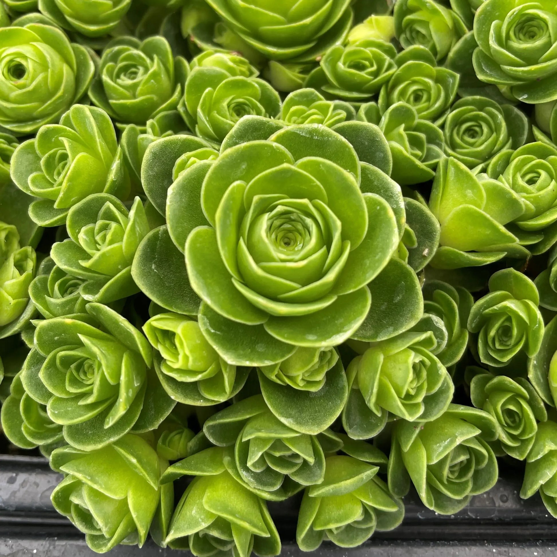 Df Succulent Aeonium Green Rose Rare - View 22 from www redcrocus com